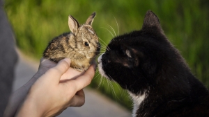 Les animaleries restent ouvertes